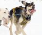 Preview: Howling Dog Alaska Hound Harness yellow